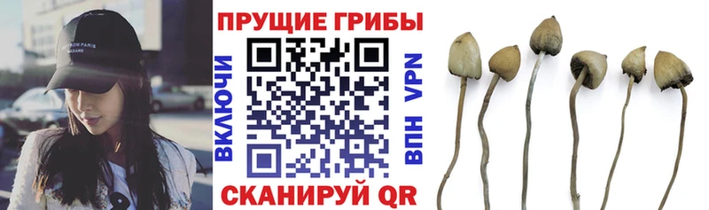 Купить закладки  Клинцы  Галлюциногенные грибы Magic Shrooms 